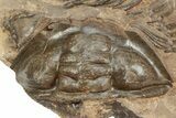 Very Rare Scabrella Trilobite With Pos/Neg - Lghaft, Morocco #225384-4